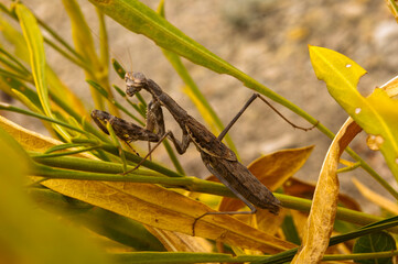 mantis insect in the grass plants and insects of the South black sea Anapa 2014