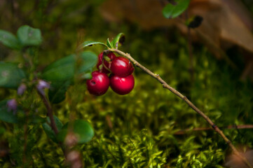 berry lingonberry forest Leningrad region September 2013