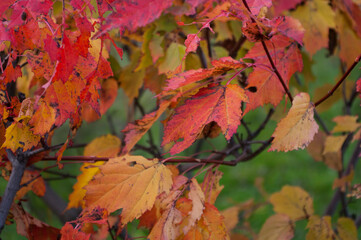 red maple leaves early autumn pattern background Wallpaper September 2017