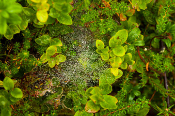 web dew drops rain the beauty of Northern Karelia, the river Pistojoki August 2014