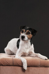 One parson russell terrier dog lying on a brown velvet bench