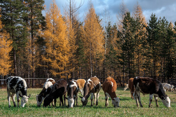 Naklejka na ściany i meble cows in a field