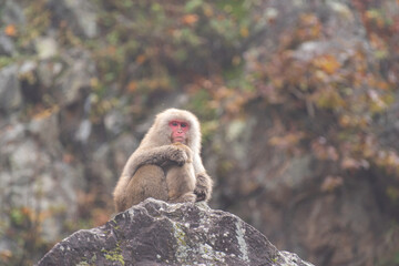 岩の上のサル