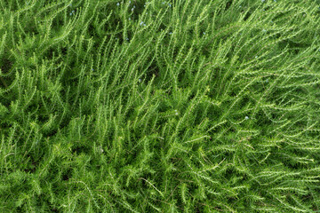wild rosemary green bush