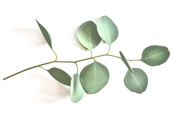 Eucalyptus twig with silver green leaves on white background close up.  Flat lay, top view. Medicinal, aromatic plants and delicate greens for decorating bouquets in floristry