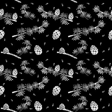 Larch pattern. Larix decidua branch, cone. Hand drawn chalk botanical illustration.