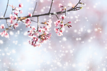 Wild Himalayan Cherry Blossom, beautiful pink sakura flower at winter with snow landscape.