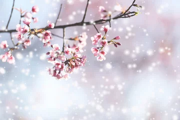 Fotobehang Wild Himalayan Cherry Blossom, beautiful pink sakura flower at winter with snow landscape. © Bigc Studio