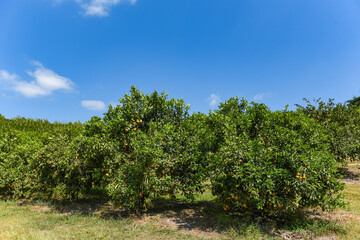 Fototapeta na wymiar Orange fruit on the orange tree in the summer garden.