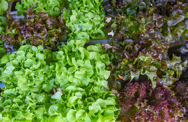 Hydroponic lettuce growing in garden hydroponic farm lettuce salad organic for health food, Greenhouse vegetable on water pipe with green oak and red oak.