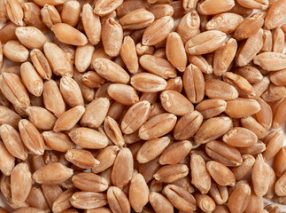 Organic hard red spring wheat kernels spread out, close up. Background texture. The whole wheat grain has a reddish husk and nutty flavor. Selective focus