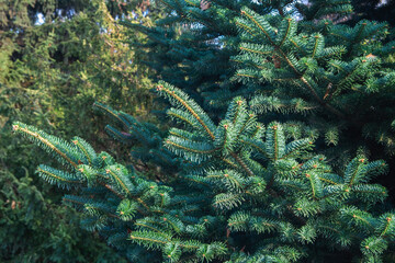 Fototapeta na wymiar Pine tree in nature. 