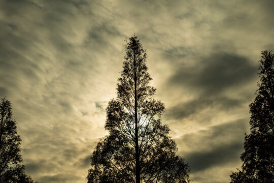 冬枯れの木　12月