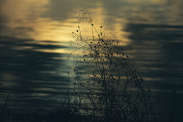 Fototapeta premium 冬の夕方、河川敷の風景