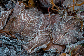 Winter rime on dry autumn leaves.