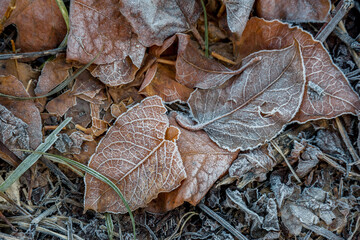Winter rime on dry autumn leaves.