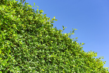 Green leaves background with blue sky or the natural walls texture, Green leaf square frame.