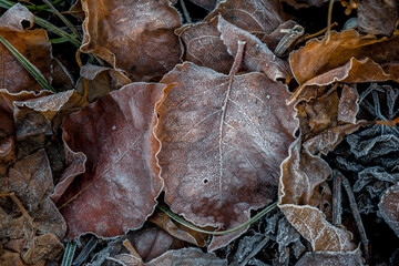 Winter rime on dry autumn leaves.