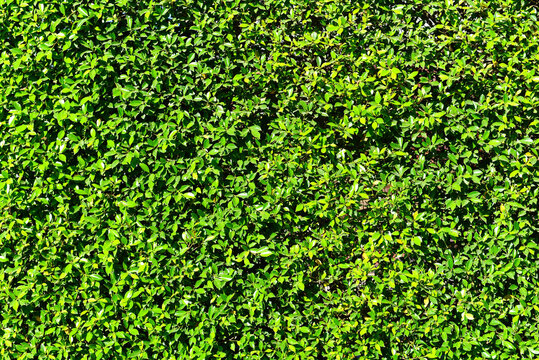Green leaves background or the natural walls texture, Green leaf square frame.