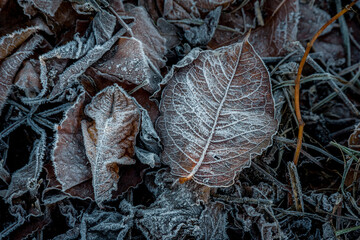 Winter rime on dry autumn leaves.
