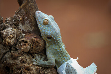 Tokay gecko on the wood