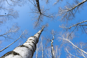 Sky and birch trees. Nature. Spring. Background.