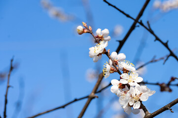 Apple flower bloom. Spring. Background for spring card.