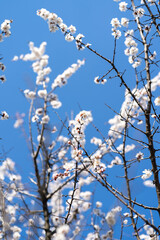Apple flower bloom. Spring. Background for spring card.