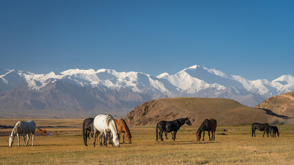 Scenic morning landscape with horses grazing in front of spectacular snow-capped Trans-Alay or...