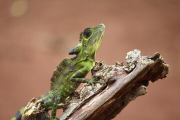 Angle head lizard on the wood