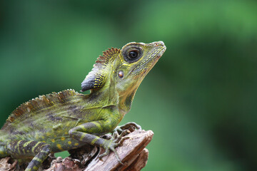 Angle head lizard on the branch