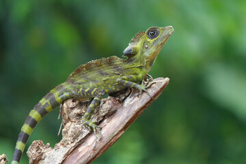 Angle head lizard on the wood