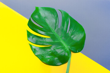Fototapeta na wymiar Color 2021 year illuminating and ultimate gray. Green monstera leaf on texture background. Fashionable color season 2021 Gray and Yellow.