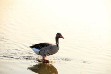 Grey Teal swimming in the lake