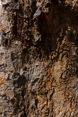 Close up the old dry aging dark red brown tree with natural pattern in an abstract texture skin with day light and shadow