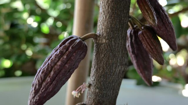 The cocoa tree with fruits. Yellow and green Cocoa pods grow on the tree, cacao plantation in Thailand, Cocoa fruit hanging on the tree in the rainy season, Cacao Tree. Organic fruit pods in nature.