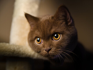 British shorthair cat indoor portrait