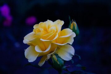 Beautiful white-yellow rose flower in nature on a dark background	