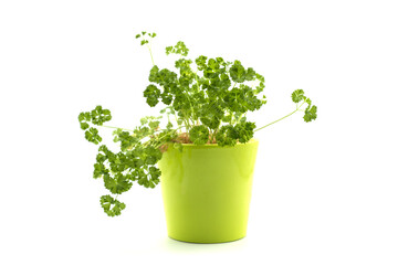 Closeup of parsley plant in a green metalllic pot on white background