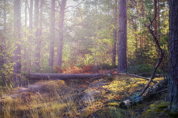 August forest etude-landscape with the Northern nature of Russia in a pine forest