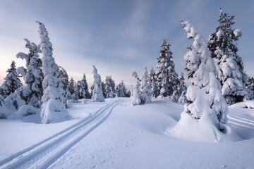 Road to winter. Snowmobile trail in a snowy winter forest among coniferous trees.