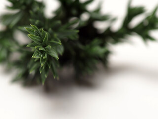 Close up shoot of Juniperus Rigida / Temple Juniper leaf, capture on a white isolated background 