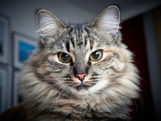 Portrait of a Norwegian forest cat on a light background. The kitten is five months old.