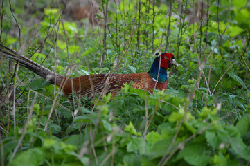 Close up of a ring necked pheasant 