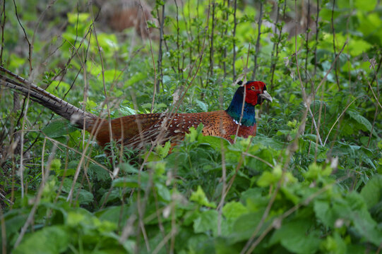 Close up of a ring necked pheasant 