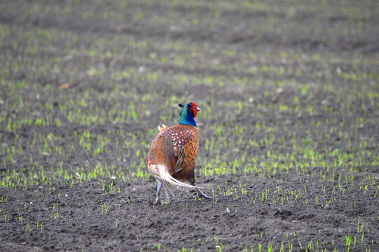 Close up of a ring necked pheasant 