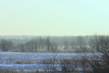 Foggy winter landscape with bushes and trees, soft daylight