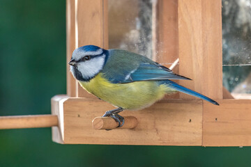 Kecke Blaumeise mit einem Stückchen Sonnenblumenkern am Schnabel sitzt am Futterhaus und schaut in...