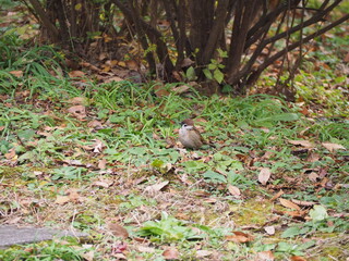 冬のふっくらとした可愛い日本の雀