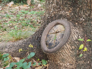 木の切断面に芽生えた芽